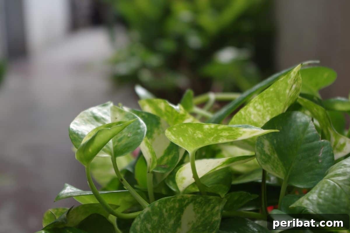 Create Beautiful Room Dividers with These 7 Indoor Plants 4 A healthy money plant thriving outdoors under natural sunlight.