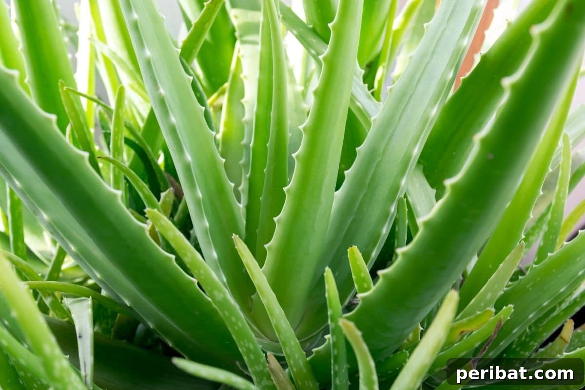 Create Beautiful Room Dividers with These 7 Indoor Plants 5 A close-up view of a vibrant aloe vera plant, showcasing its succulent leaves.