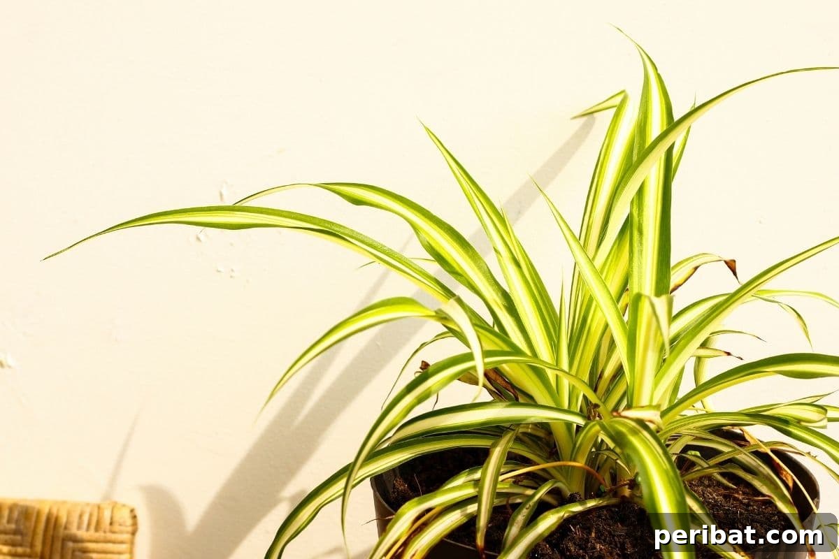 Create Beautiful Room Dividers with These 7 Indoor Plants 6 A lush spider plant gracefully cascading from a pot beside a pristine white wall indoors.