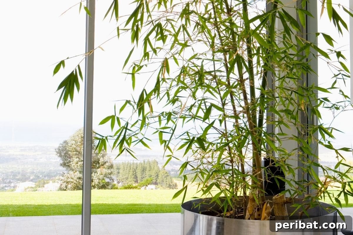 Create Beautiful Room Dividers with These 7 Indoor Plants 8 A graceful bamboo palm tree in a sleek stainless steel pot, positioned indoors by a window.