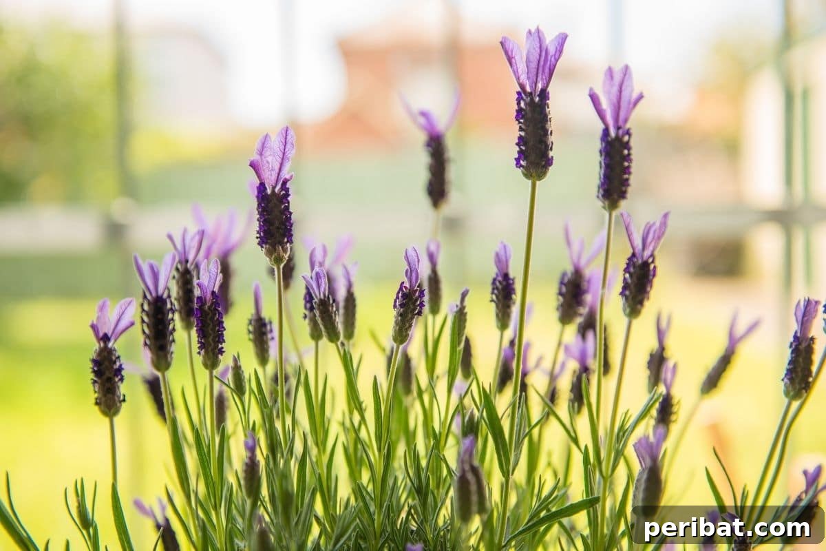 Create Beautiful Room Dividers with These 7 Indoor Plants 9 A beautiful lavender plant blooming in a pot on a sunny balcony.