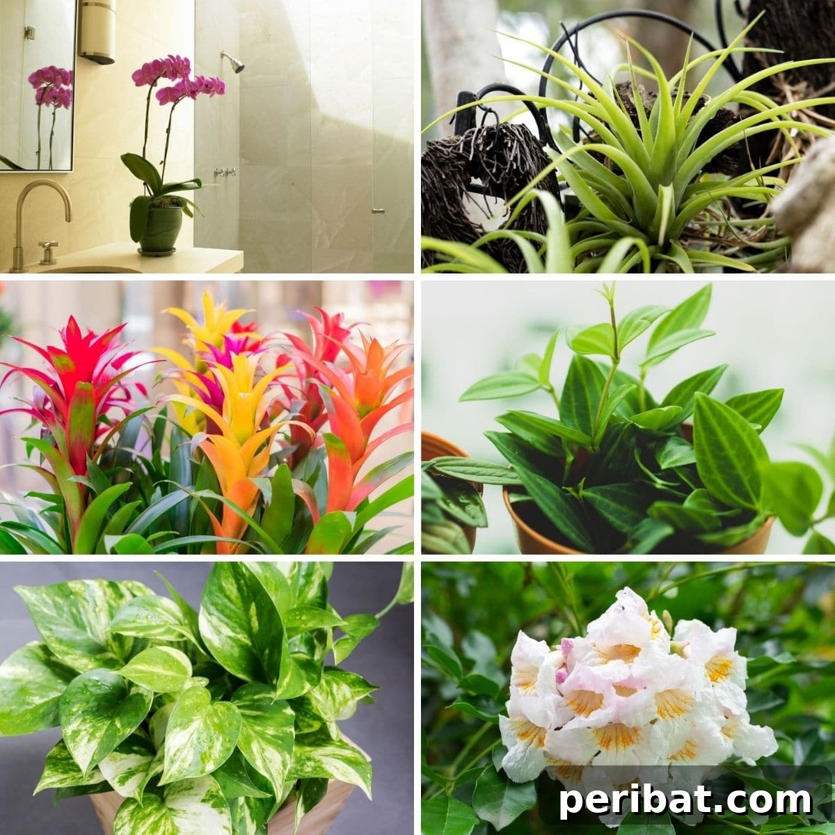 A collage of various bathroom-friendly houseplants in a modern bathroom setting.