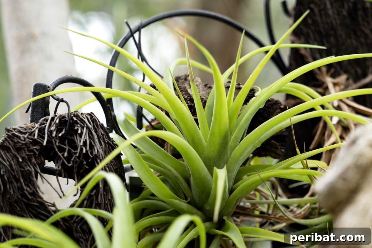 Elevate Your Bathroom: Lush Plants for a Spa-Like Sanctuary 3 A Tillandsia air plant gracefully displayed on a wooden table, showcasing its unique form.