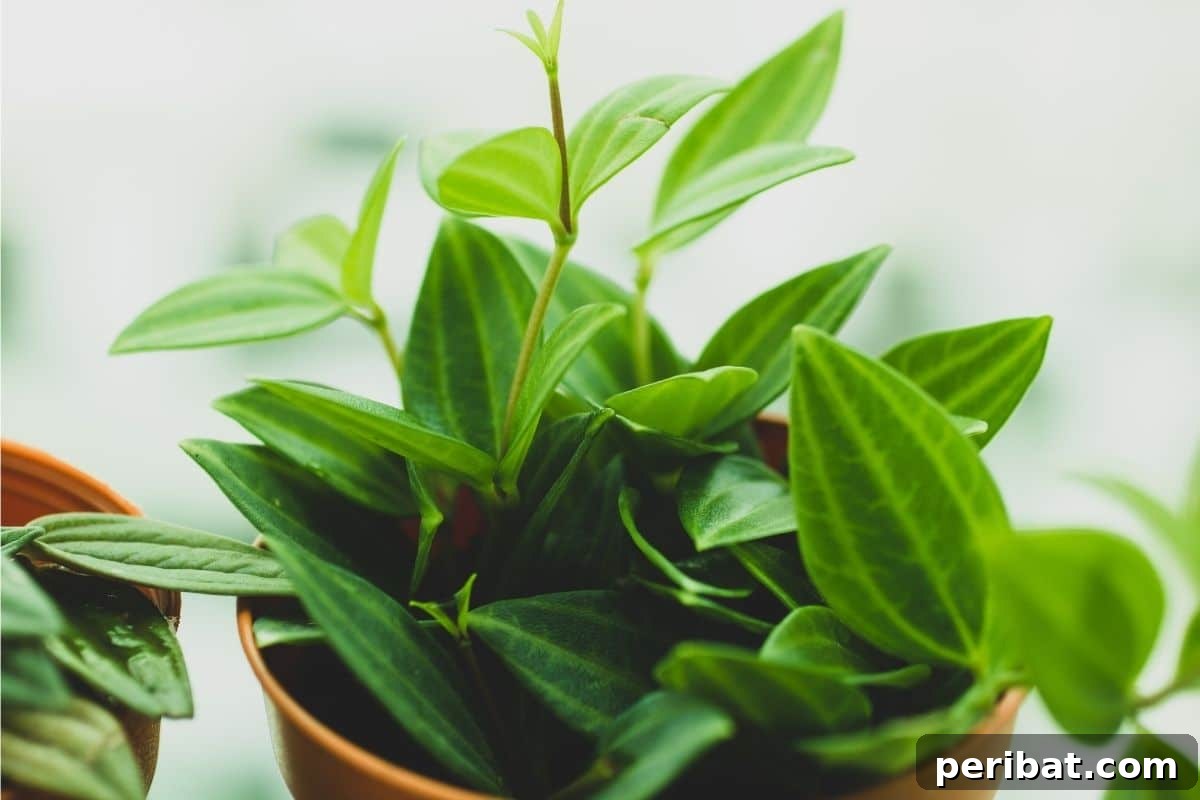 Elevate Your Bathroom: Lush Plants for a Spa-Like Sanctuary 4 A compact Peperomia houseplant nestled in a pot, indoors.