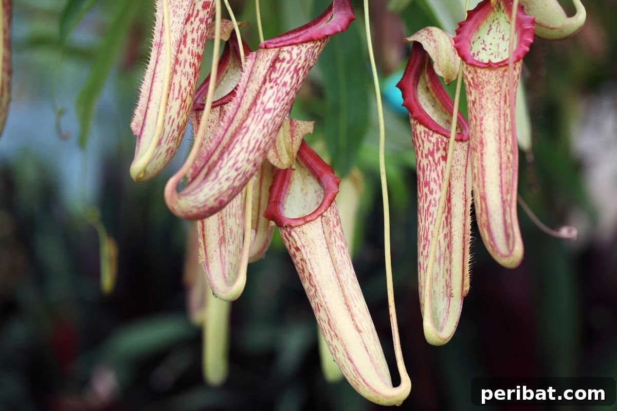 Elevate Your Bathroom: Lush Plants for a Spa-Like Sanctuary 5 A Tropical Pitcher Plant hanging in a lush garden setting, showcasing its unique pitchers.