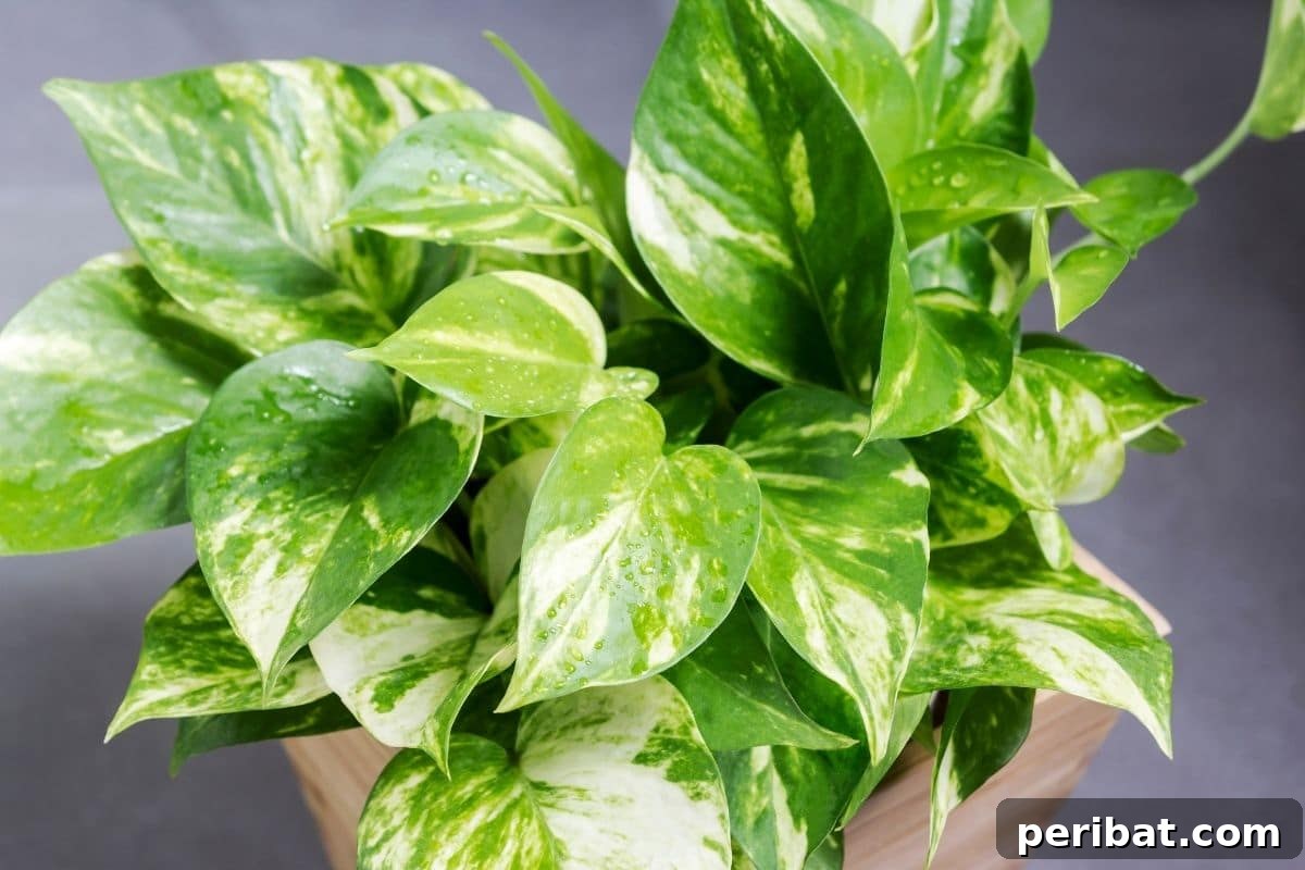 Elevate Your Bathroom: Lush Plants for a Spa-Like Sanctuary 6 A vibrant Golden Pothos houseplant in a decorative pot, indoors.