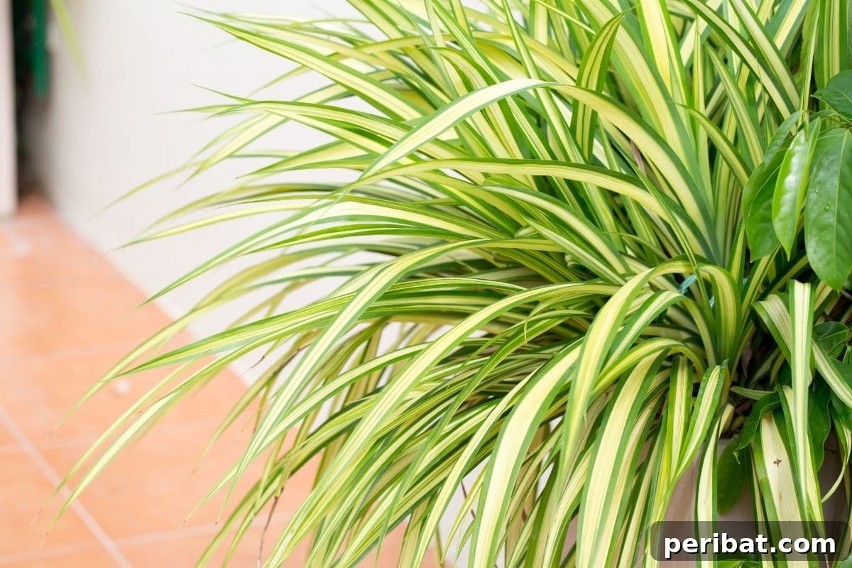 Elevate Your Bathroom: Lush Plants for a Spa-Like Sanctuary 7 A healthy Spider Plant indoors, showcasing its characteristic arching leaves.