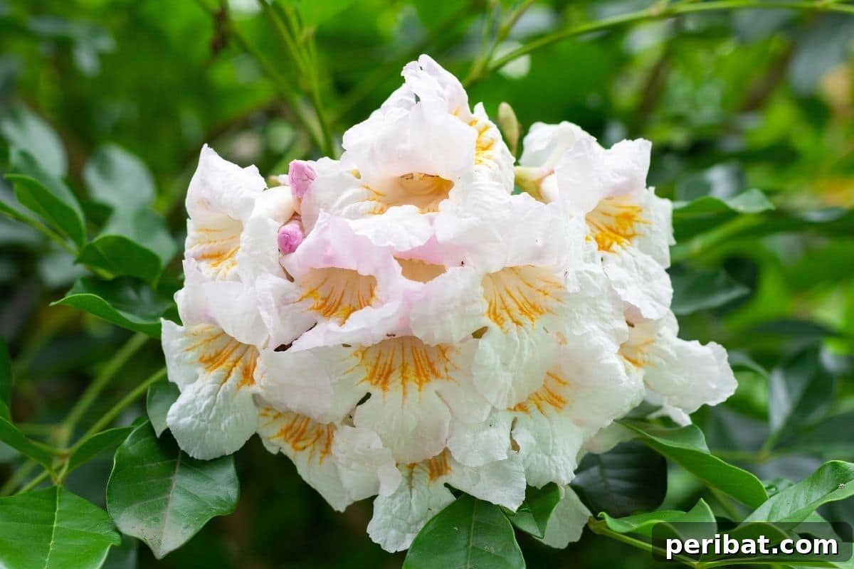 Elevate Your Bathroom: Lush Plants for a Spa-Like Sanctuary 8 A China Doll Plant (Radermachera sinica) with lush green foliage, suitable for indoor display.