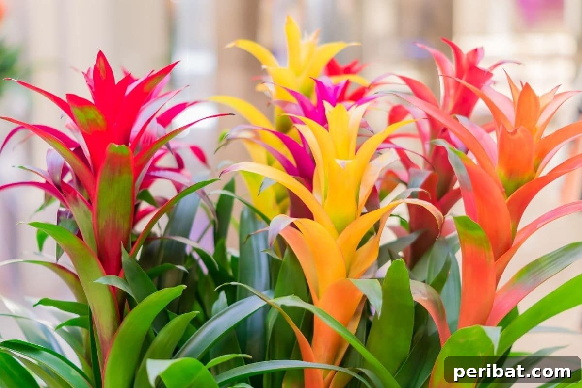 Elevate Your Bathroom: Lush Plants for a Spa-Like Sanctuary 9 A vibrant and colorful Bromeliad plant showcased indoors.