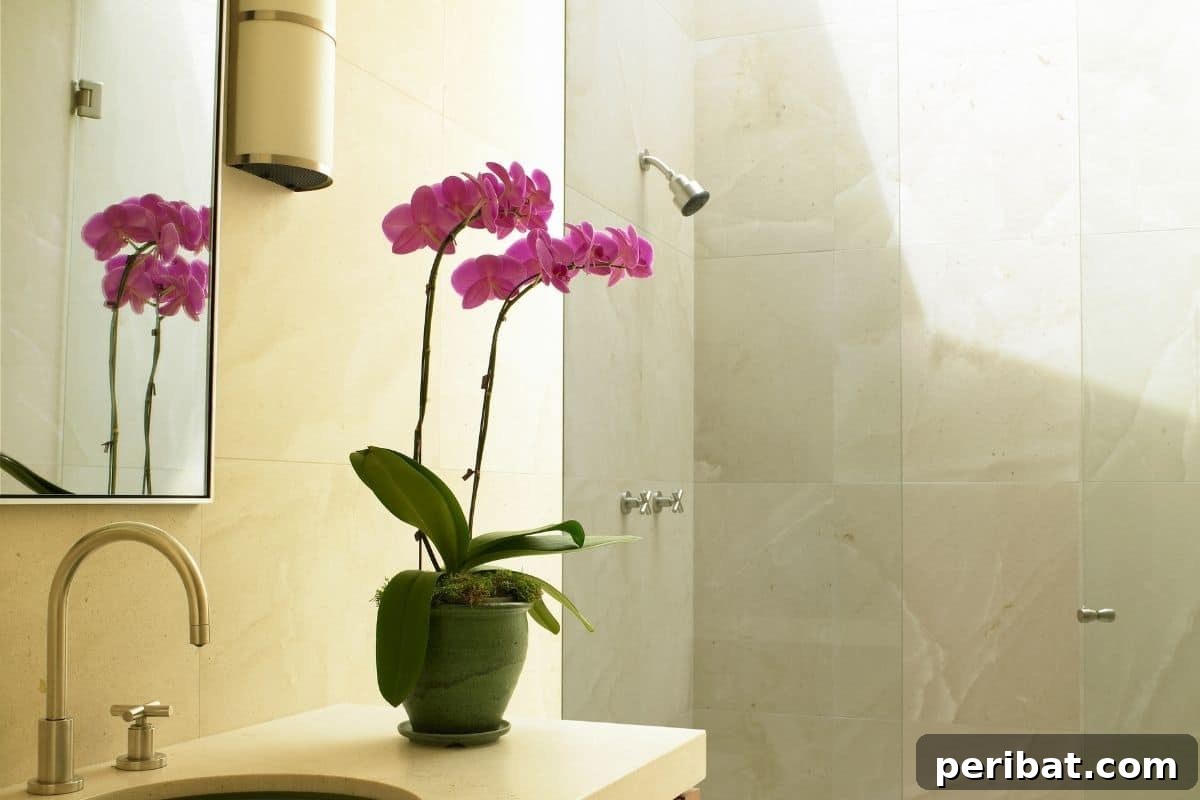 Elevate Your Bathroom: Lush Plants for a Spa-Like Sanctuary 10 Elegant orchid flowers blooming in a tranquil bathroom setting.