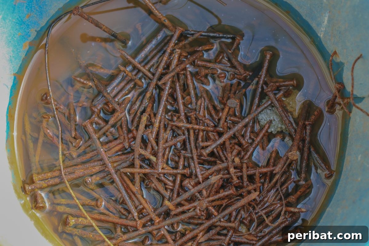The Rusty Nail Trick Your Plants Are Craving 4 rusty nails soaked in water in a container