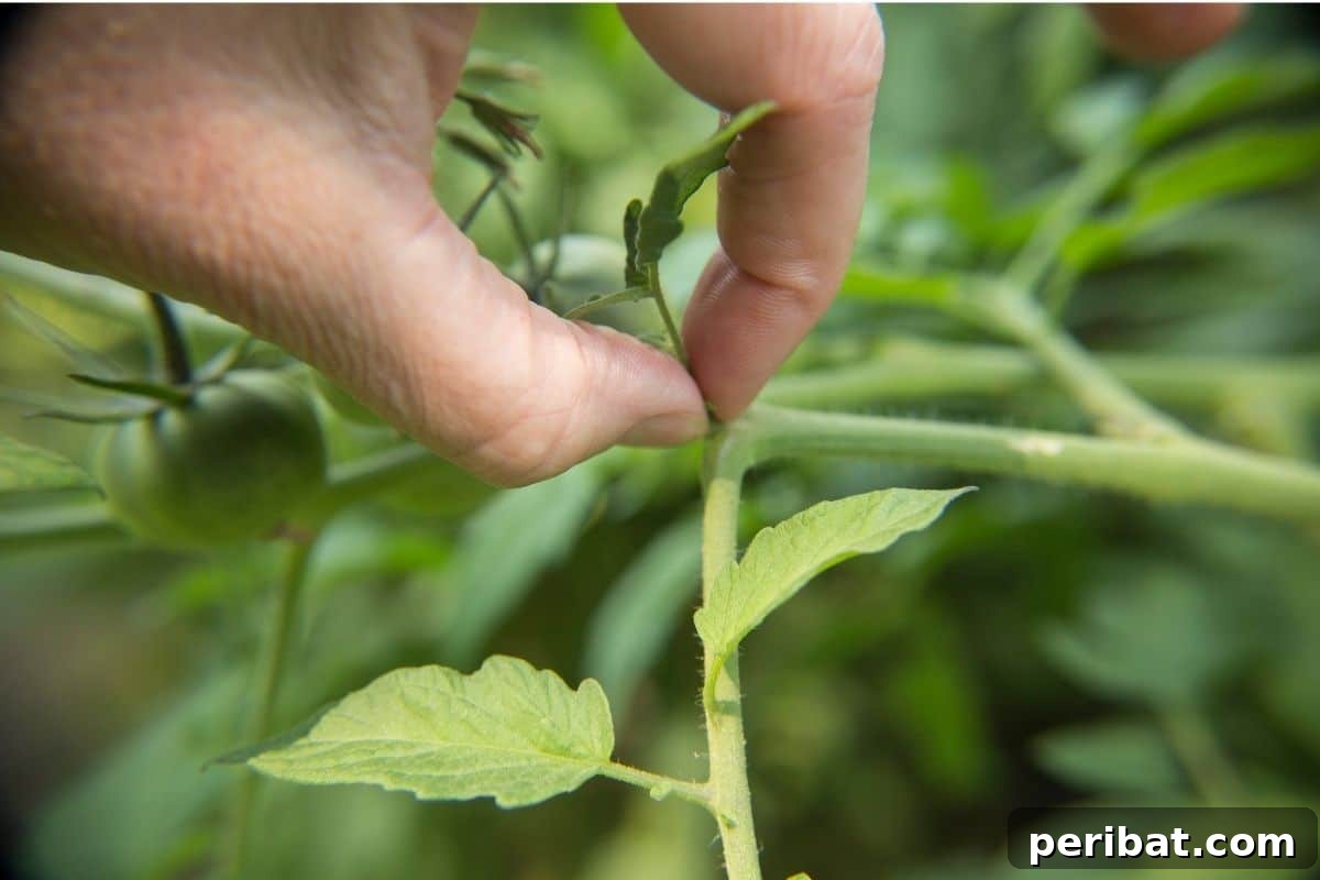 pinching or pulling the sucker of a tomato plant