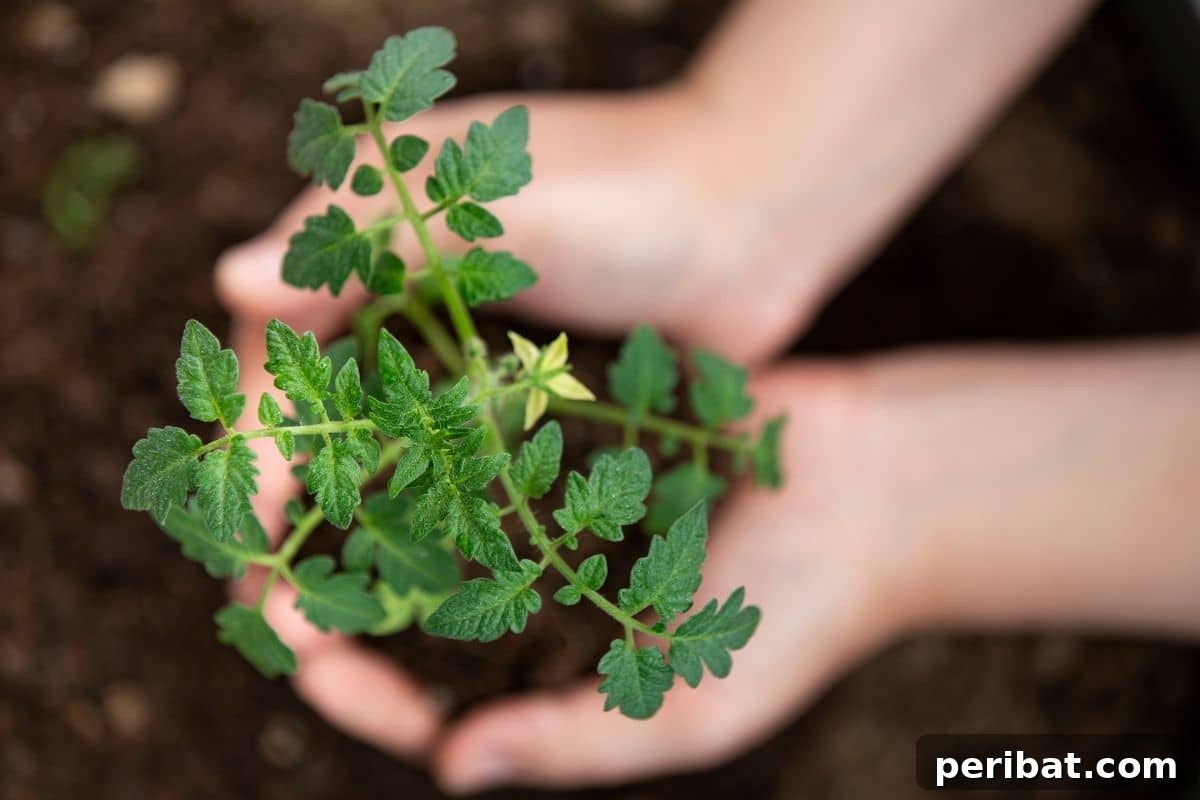 transplanting tomato seedling in the garden