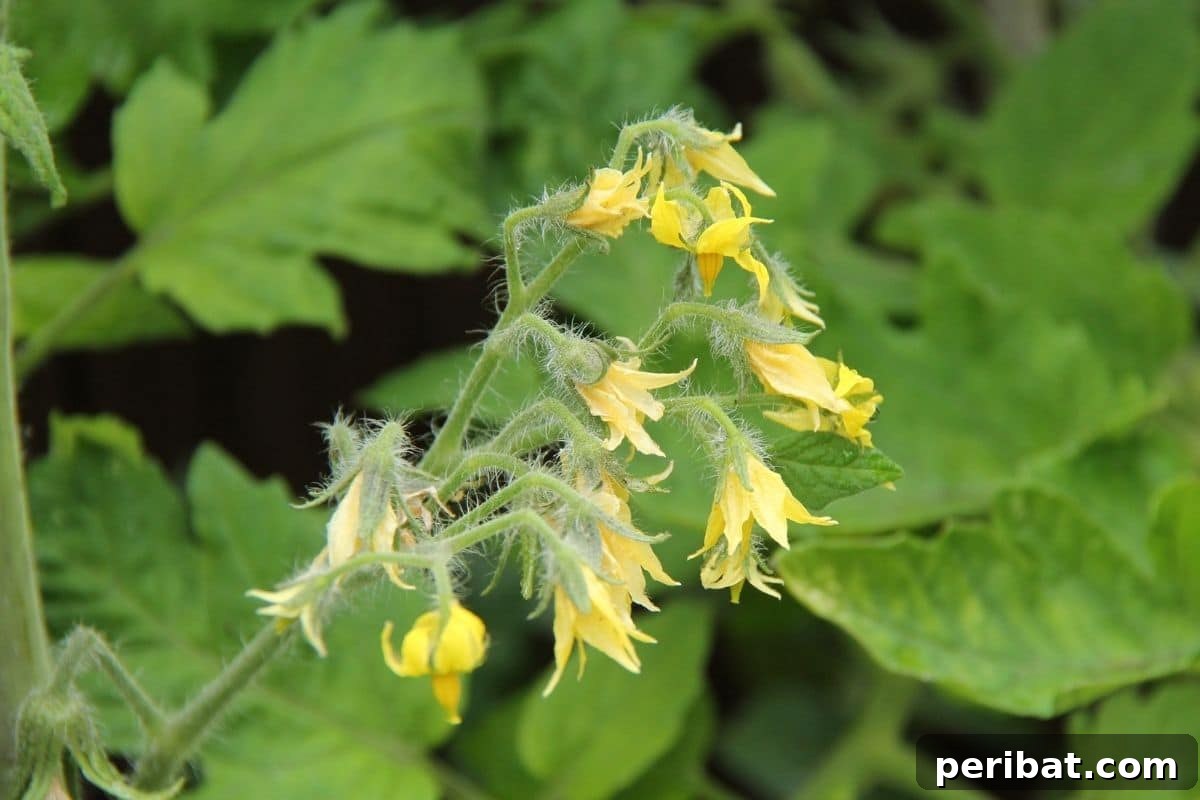 early flowers of tomato plant
