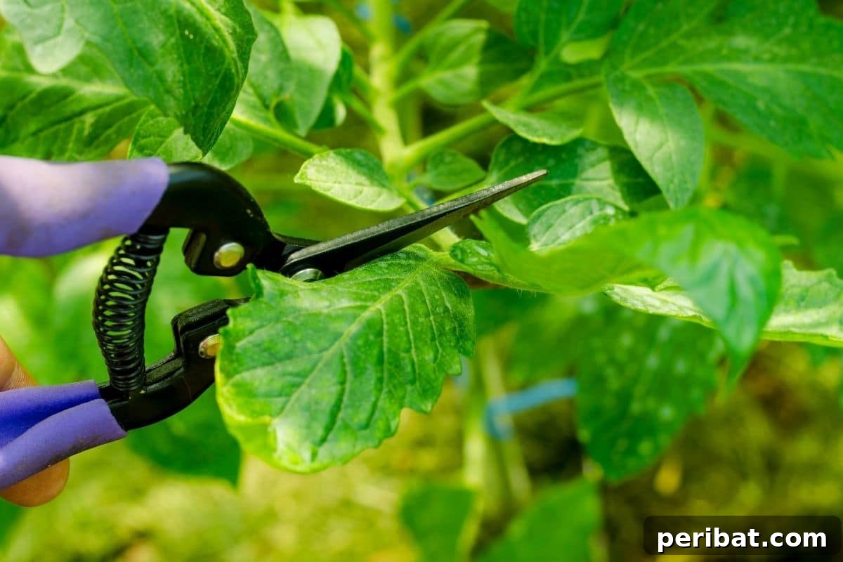 pruning branch of tomato plant