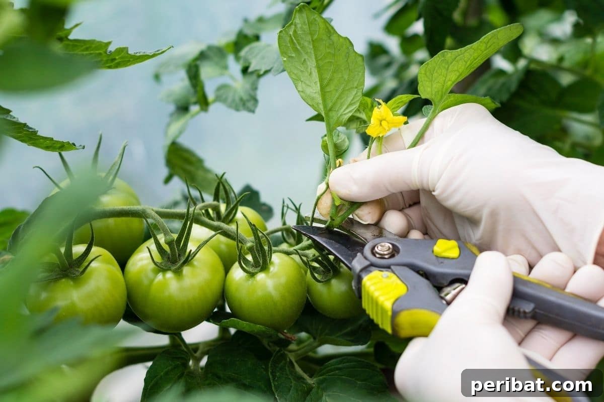 pruning leaves of tomato plant with growing green tomato fruit
