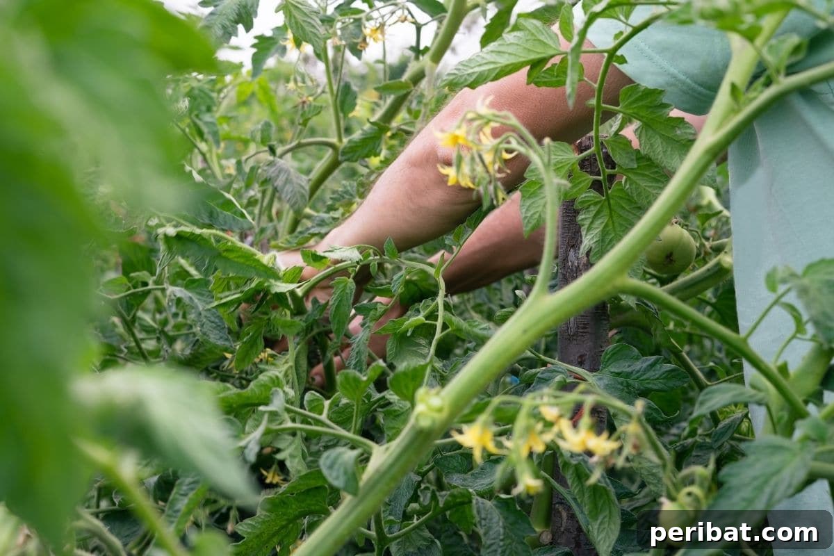 pruning branches of the tomato plant in the garden