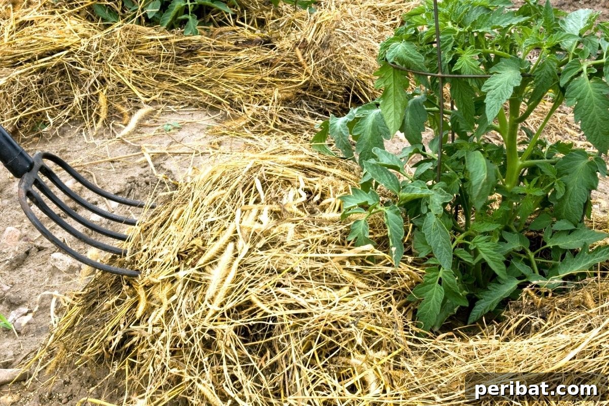 covering the tomatoes with mulch from straws using a hay fork