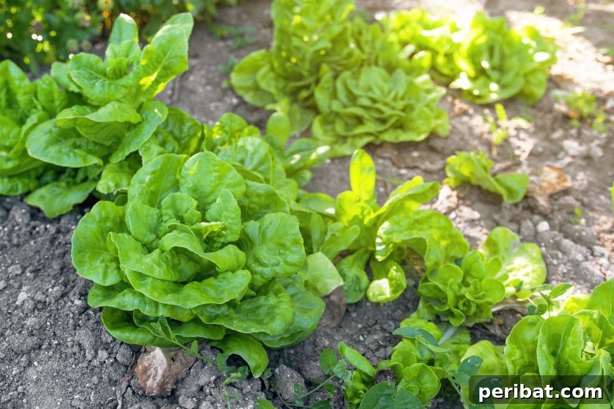 Maximize Your Harvest 12 Late Fall Vegetables for a Richer Winter Table 11 fresh growing salad greens in the garden bed