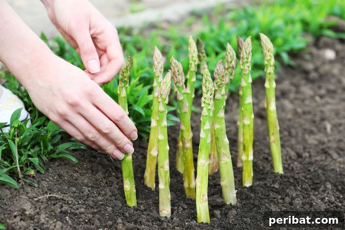 Maximize Your Harvest 12 Late Fall Vegetables for a Richer Winter Table 12 planting asparagus in the vegetable garden bed