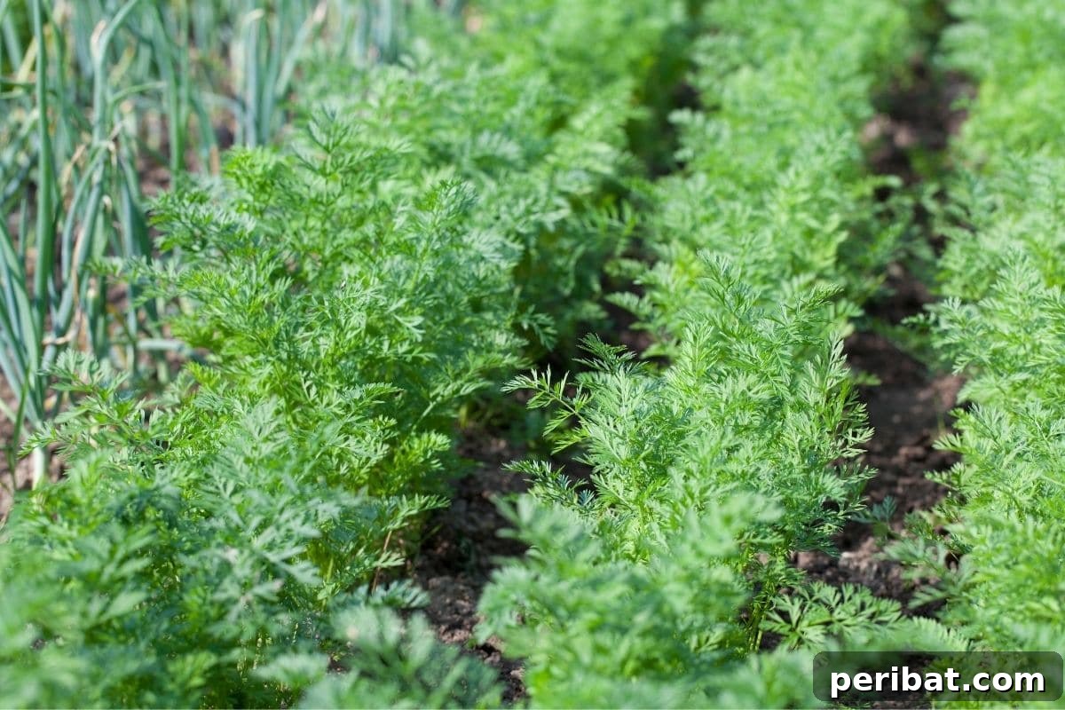 Maximize Your Harvest 12 Late Fall Vegetables for a Richer Winter Table 13 row of carrots growing in the garden bed