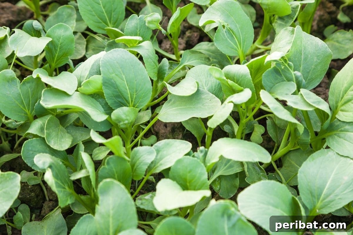 Maximize Your Harvest 12 Late Fall Vegetables for a Richer Winter Table 14 bok choi sapling in the garden