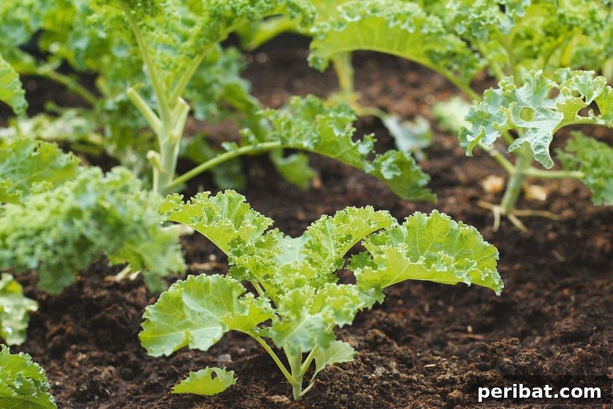 Maximize Your Harvest 12 Late Fall Vegetables for a Richer Winter Table 3 kale seedlings transplanted in the garden