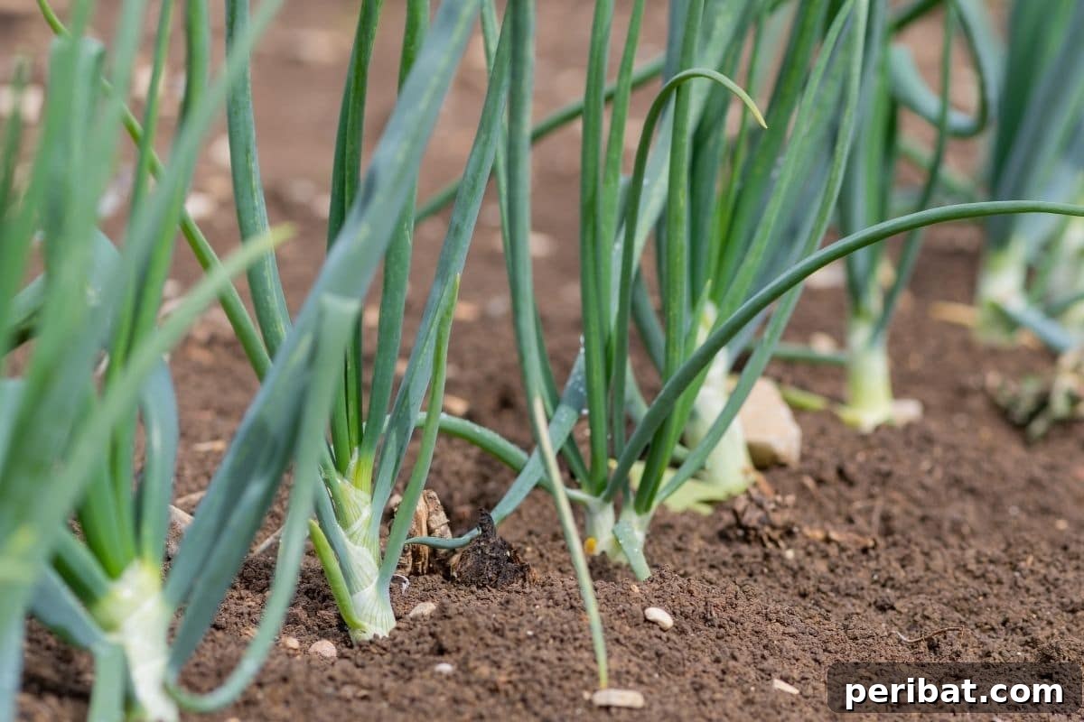 Maximize Your Harvest 12 Late Fall Vegetables for a Richer Winter Table 4 growing row of onions in the garden