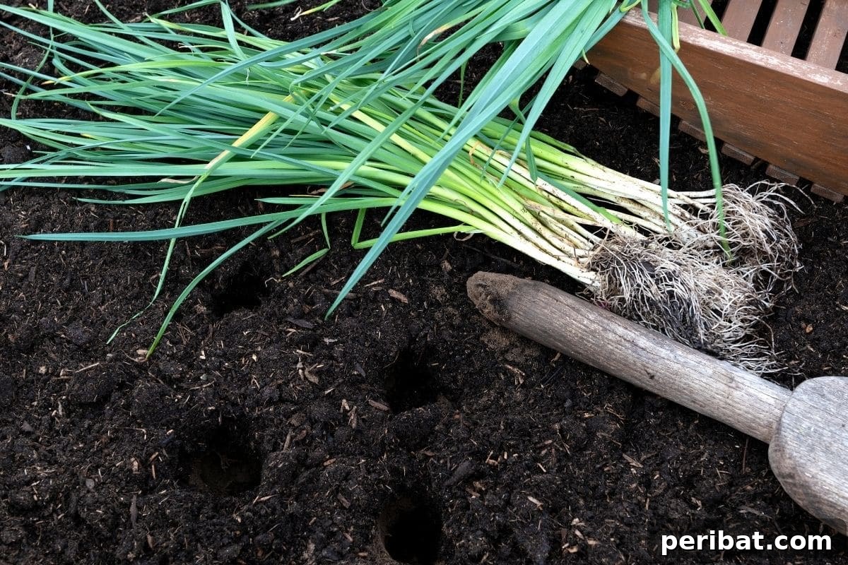 Maximize Your Harvest 12 Late Fall Vegetables for a Richer Winter Table 5 leeks ready to be transplanted in the garden bed