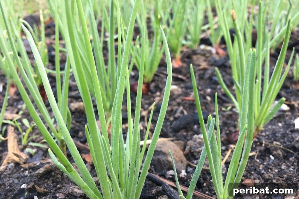 Maximize Your Harvest 12 Late Fall Vegetables for a Richer Winter Table 6 growing spring onions in the garden