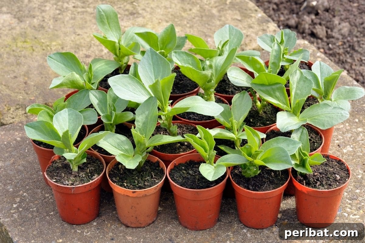 Maximize Your Harvest 12 Late Fall Vegetables for a Richer Winter Table 7 broad beans seedlings in a pot for transplanting in the vegetable garden