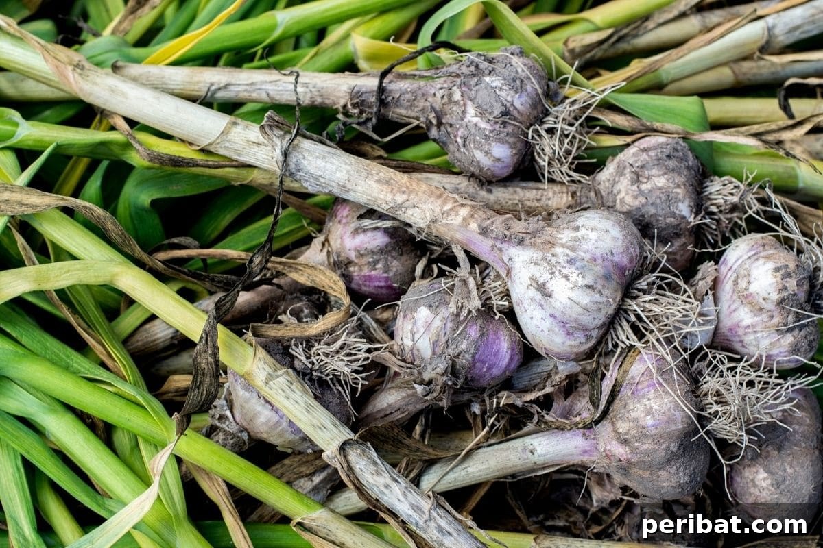 Maximize Your Harvest 12 Late Fall Vegetables for a Richer Winter Table 8 freshly harvested garlic from the garden