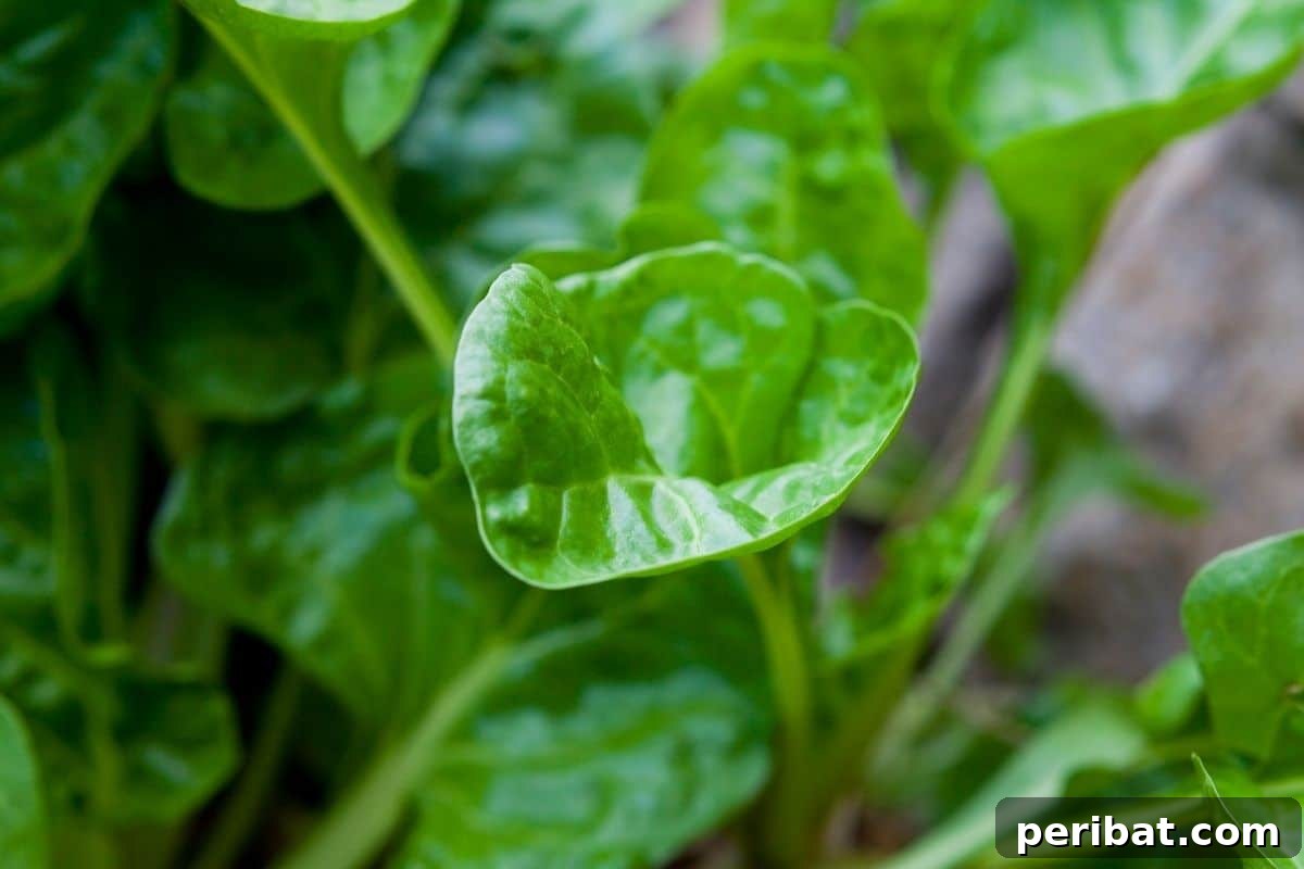 Maximize Your Harvest 12 Late Fall Vegetables for a Richer Winter Table 9 fresh green perpetual spinach growing in the garden