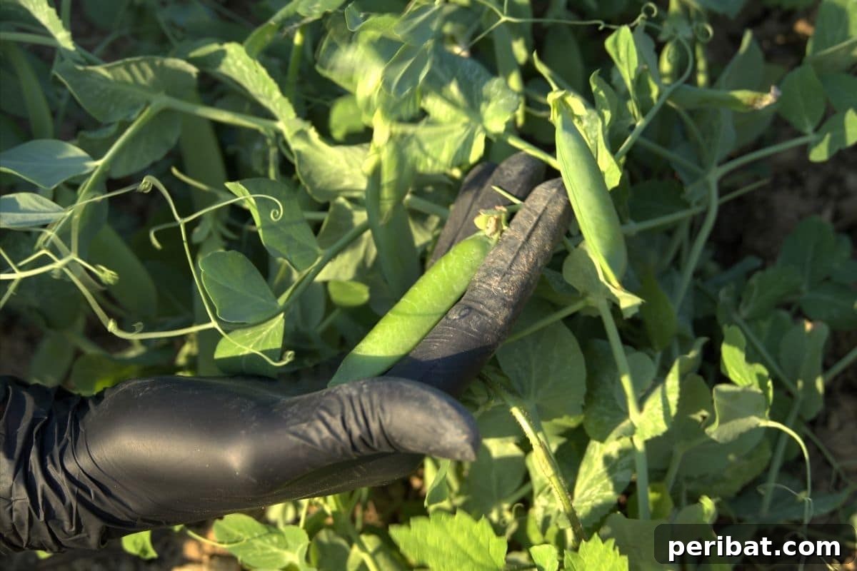 Maximize Your Harvest 12 Late Fall Vegetables for a Richer Winter Table 10 holding peas with hands wearing black gloves in the garden