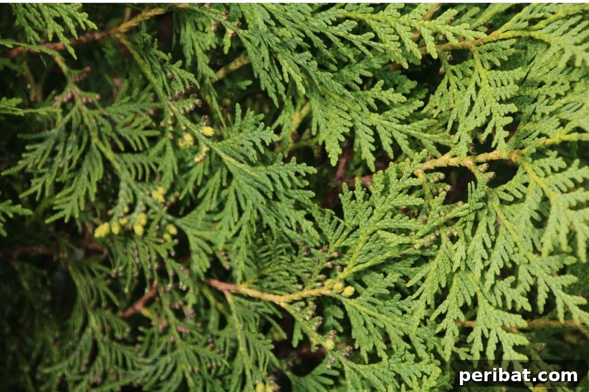 30 Must-Have Evergreen Shrubs and Trees for Any Garden 2 False Cypress, an evergreen shrub in the garden