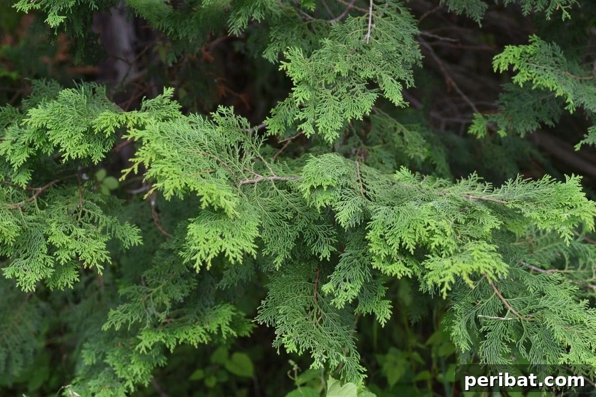30 Must-Have Evergreen Shrubs and Trees for Any Garden 11 Siberian Cypress shrub with fern-like foliage in the garden
