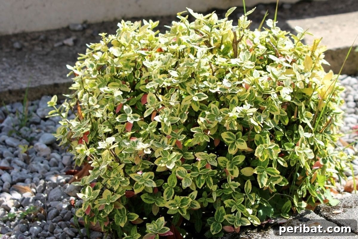 30 Must-Have Evergreen Shrubs and Trees for Any Garden 12 Wintercreeper circle shape shrub in the garden