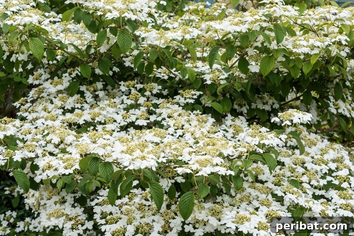 30 Must-Have Evergreen Shrubs and Trees for Any Garden 13 huge Viburnum shrub rapdily growing in the garden