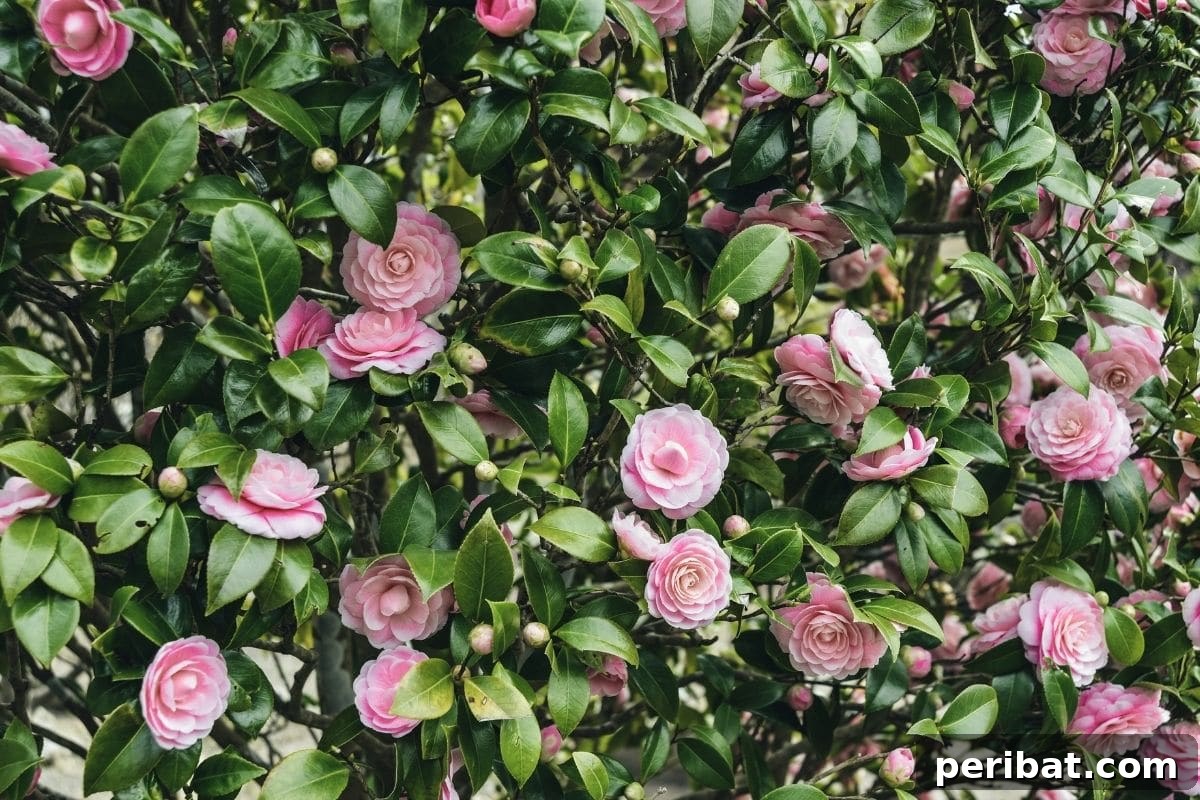 30 Must-Have Evergreen Shrubs and Trees for Any Garden 14 beautiful pink flowers and green leaves of camellia shrub in the garden