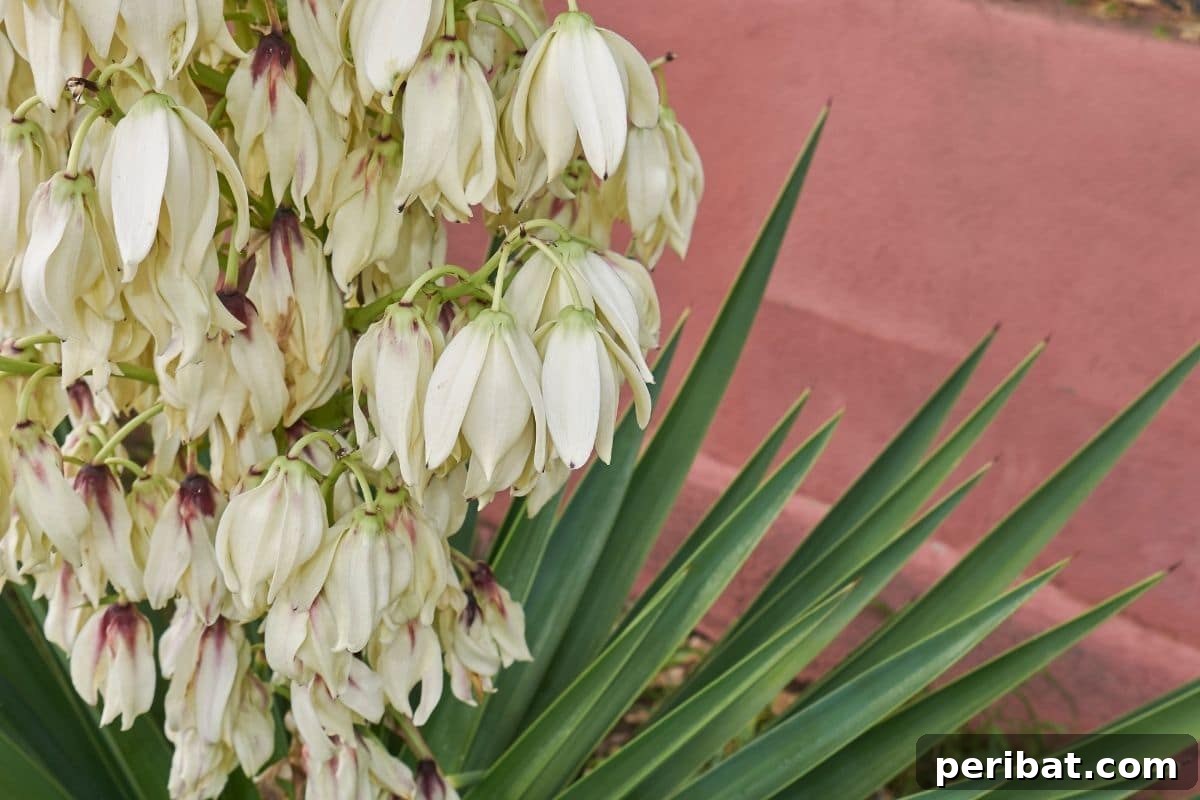 30 Must-Have Evergreen Shrubs and Trees for Any Garden 15 Yucca shrub with white large flowers and green pointed thick leaves in the garden