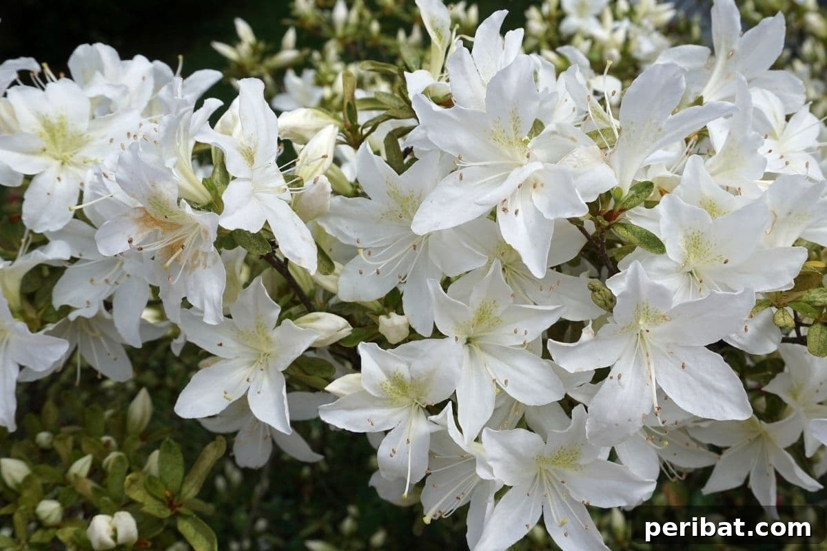 30 Must-Have Evergreen Shrubs and Trees for Any Garden 16 white azalea flowers in the garden