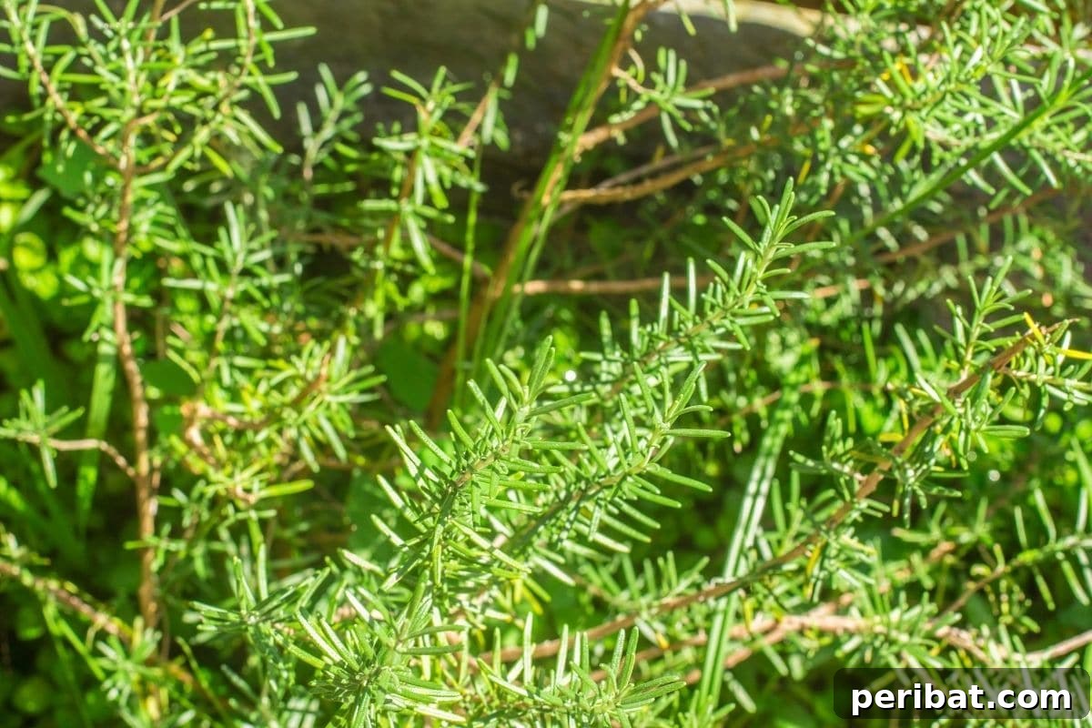 30 Must-Have Evergreen Shrubs and Trees for Any Garden 17 rosemary herb growing in the garden