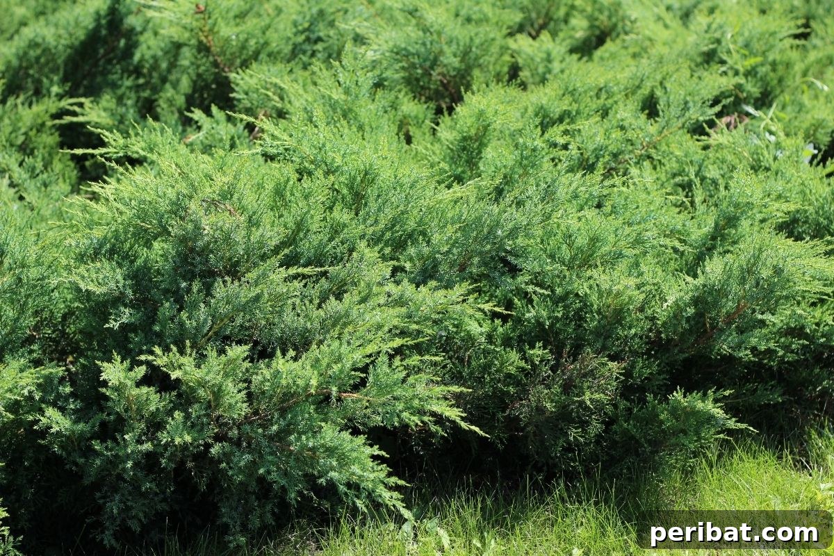 30 Must-Have Evergreen Shrubs and Trees for Any Garden 18 Juniper shrub growing in the garden yard