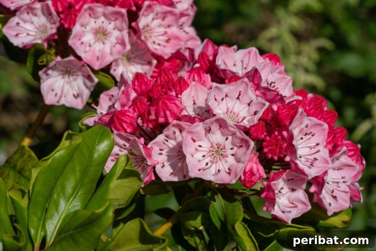 30 Must-Have Evergreen Shrubs and Trees for Any Garden 19 mountain laurel with pink flowers and green leaves growing under the sunlight in the garden