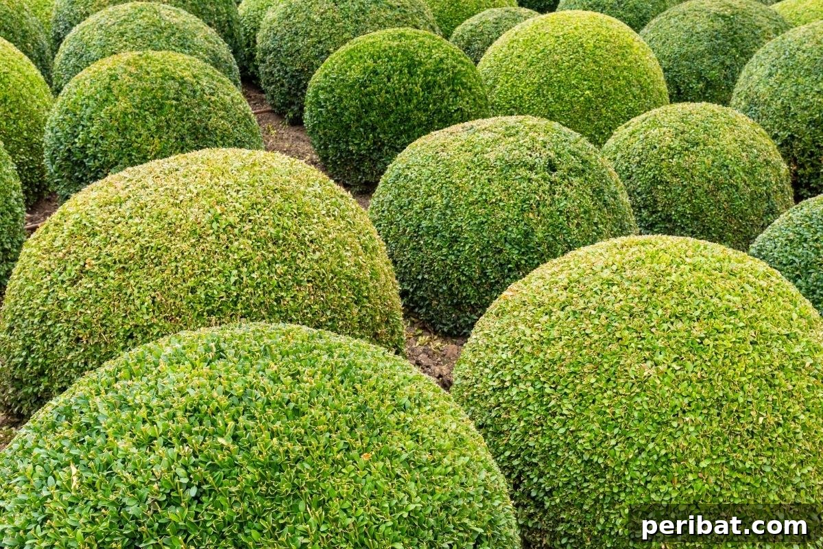 30 Must-Have Evergreen Shrubs and Trees for Any Garden 20 boxwood ball in the garden landscape