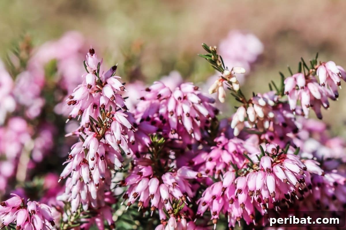 30 Must-Have Evergreen Shrubs and Trees for Any Garden 21 winter health shrub with a pink bell-shaped flowers