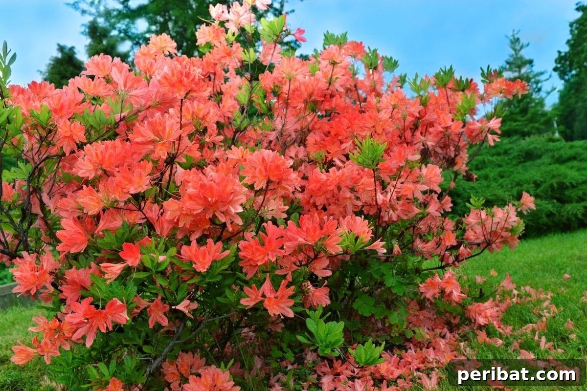 30 Must-Have Evergreen Shrubs and Trees for Any Garden 22 Rhododendron, and evergreen shrub with beautiful orange flowers and shiny green leaves in the garden