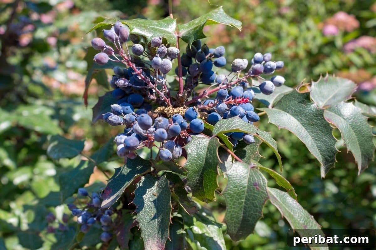 30 Must-Have Evergreen Shrubs and Trees for Any Garden 23 branch of Oregon Grape with berries and shiny evergreen leaves in the garden