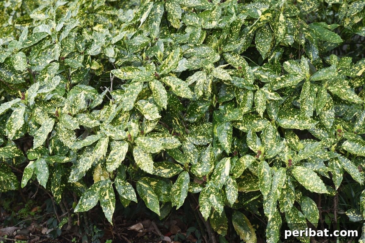 30 Must-Have Evergreen Shrubs and Trees for Any Garden 24 Aucuba shrub with gold spots on the leaves
