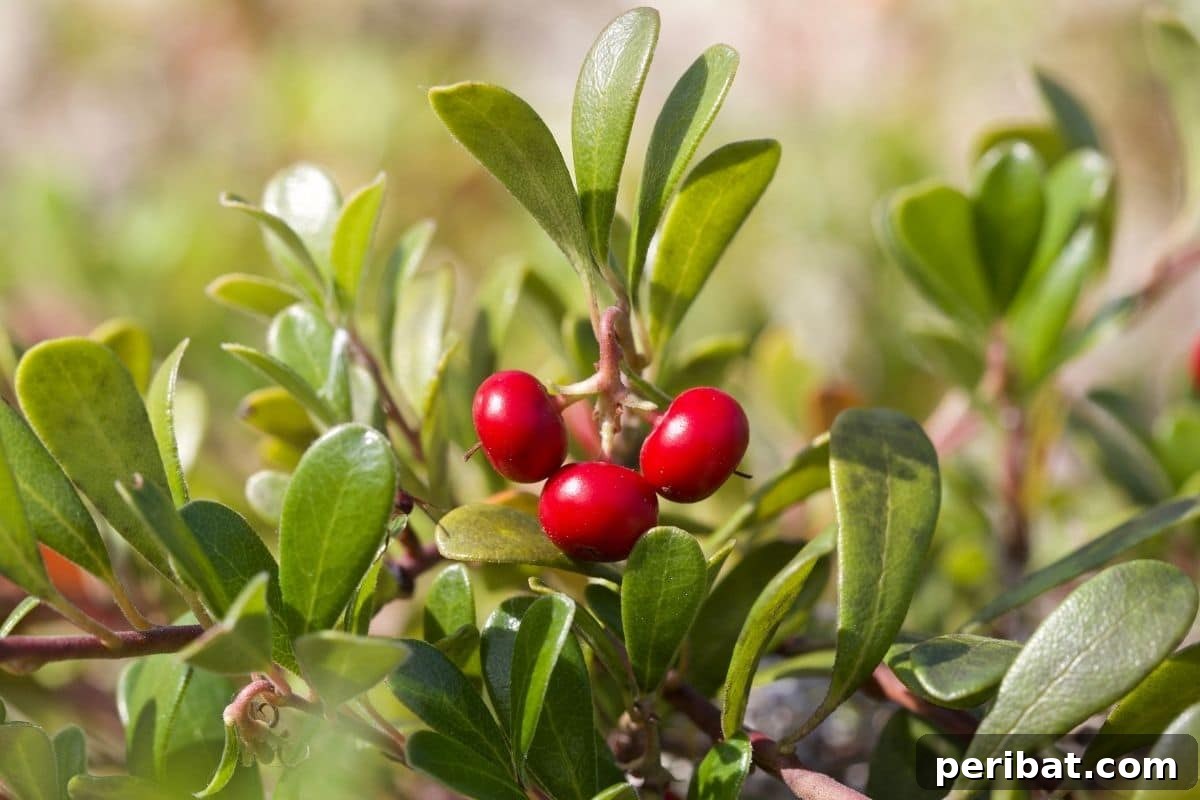 30 Must-Have Evergreen Shrubs and Trees for Any Garden 25 a branch of bearberry shrub with round, glossy leaves and red berries in the garden